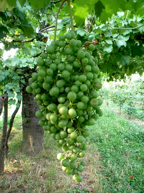 Vitis vinifera